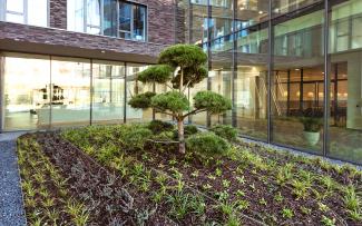 Green courtyard with ornamental tree